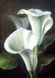 Callas-in-weiss