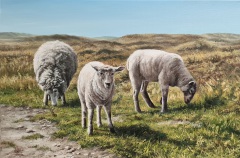 Schafe-auf-Sylt