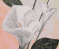 calla