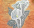 calla1