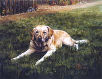 Hund-im-Gras