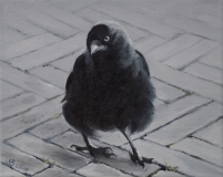 the-little-jackdaw